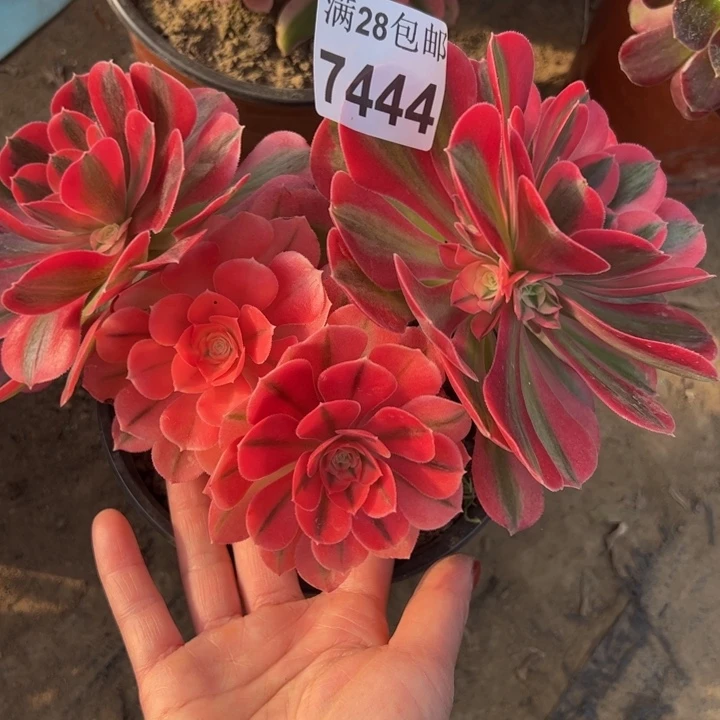 7444女巫有干巴不包损多肉