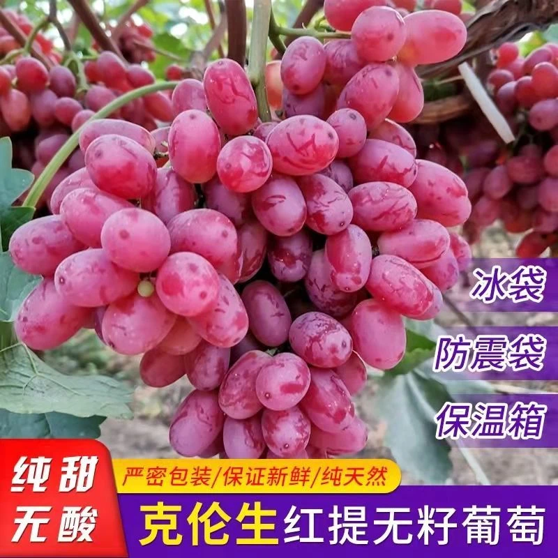 头茬大凉山西昌CC产地新鲜现摘无籽克伦生红提葡萄当季水果