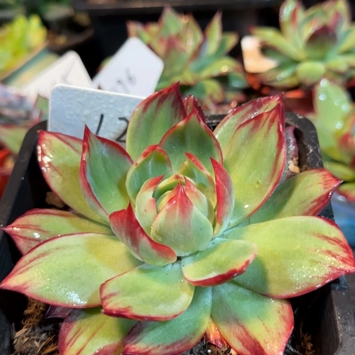 惊鸿一物一拍包装收缩花旱123