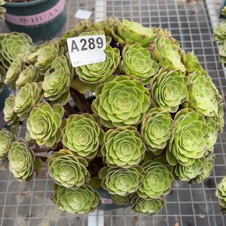 289万拉丝35厘米左右
