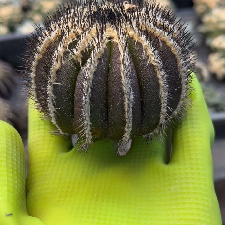 紫皮优博球7厘米无根1棵