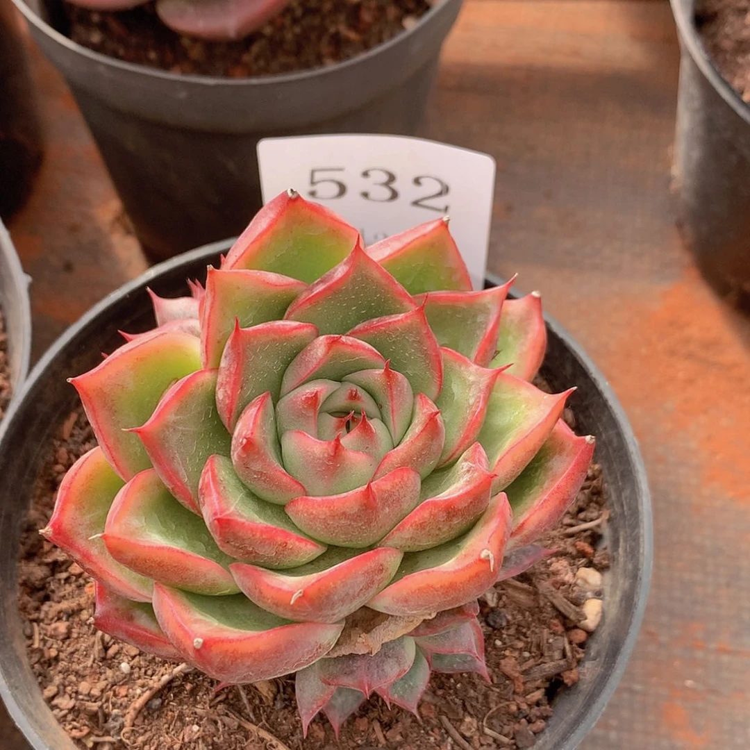 【闪购商品】云532号