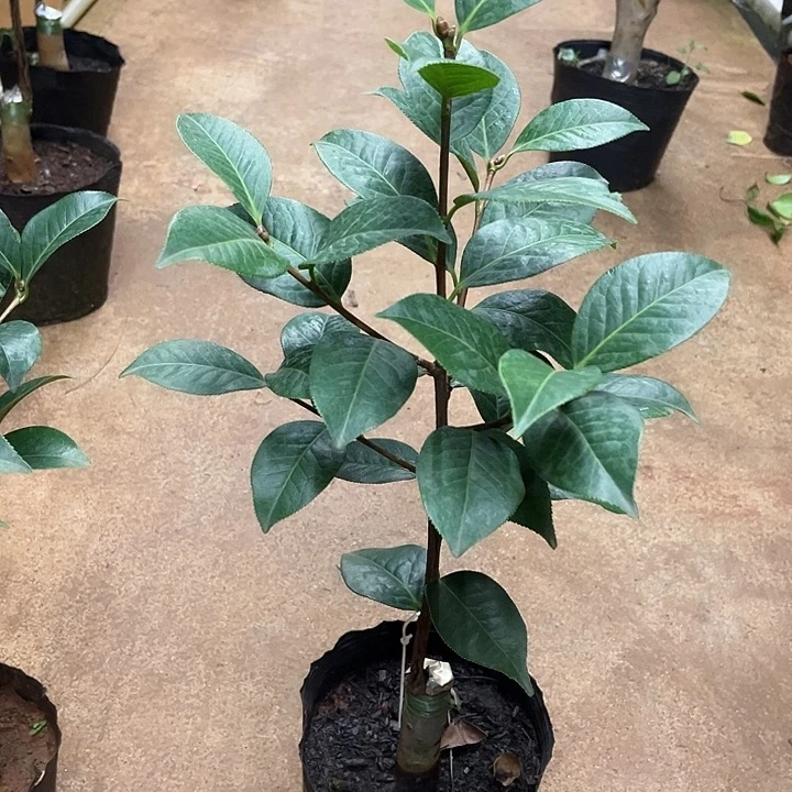 完全开放朱砂紫袍嫁接一刀特壮63