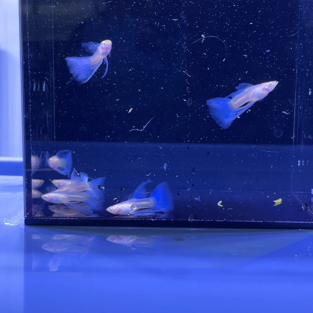 孔雀鱼天空蓝6条开箱视频报损