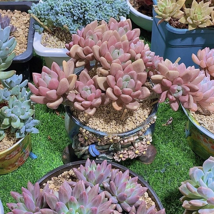牡***丹桃花源多肉植物大群