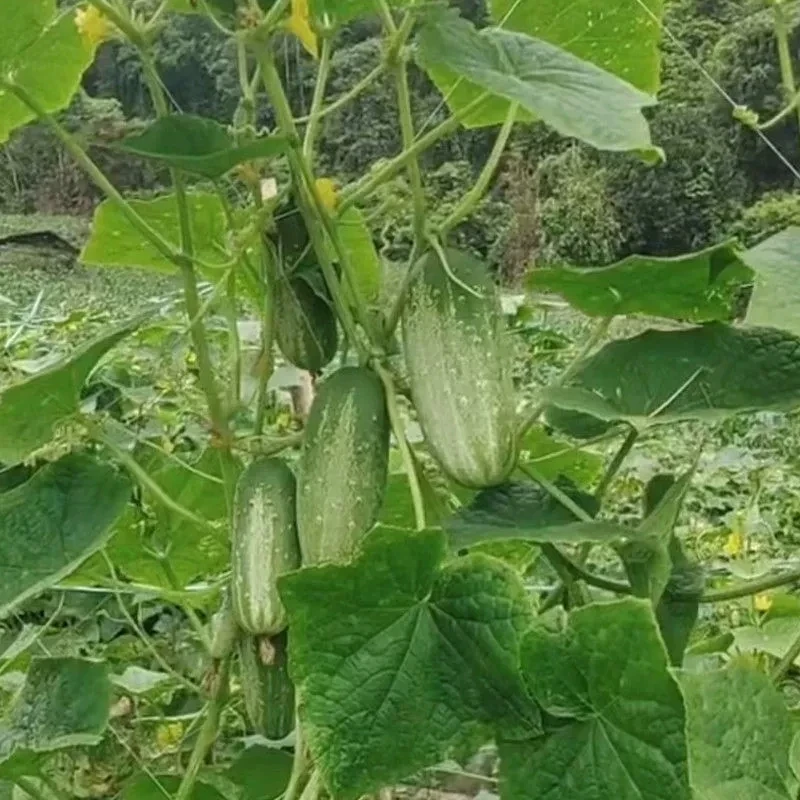 云南高山高原本地老品种新鲜黄瓜现摘现发产地直发9斤
