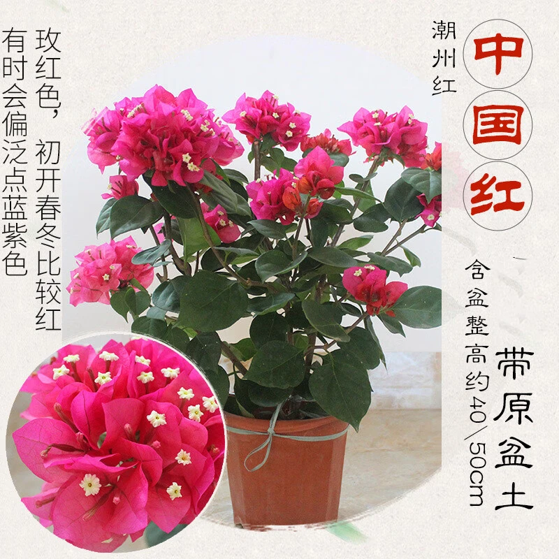 三角梅花树苗盆栽带花老桩特大苗漳红樱室内阳台高端爬藤四季开花