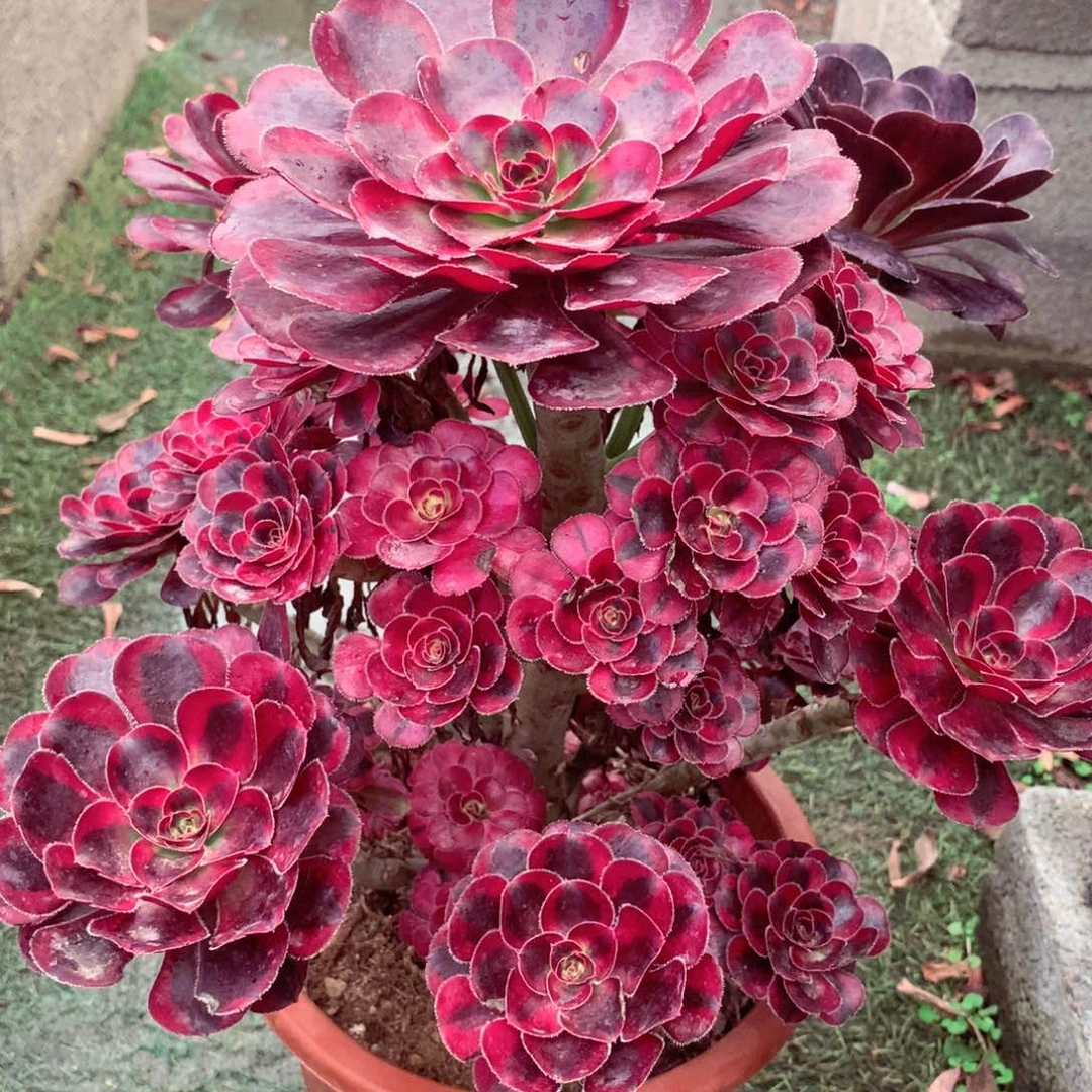 丽娜锦，多肉植物的