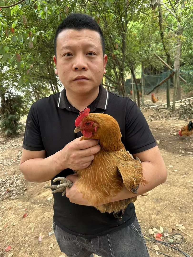 【现场称重母】正宗散养散放1--4年黄油老母鸡 包冰率10%以内