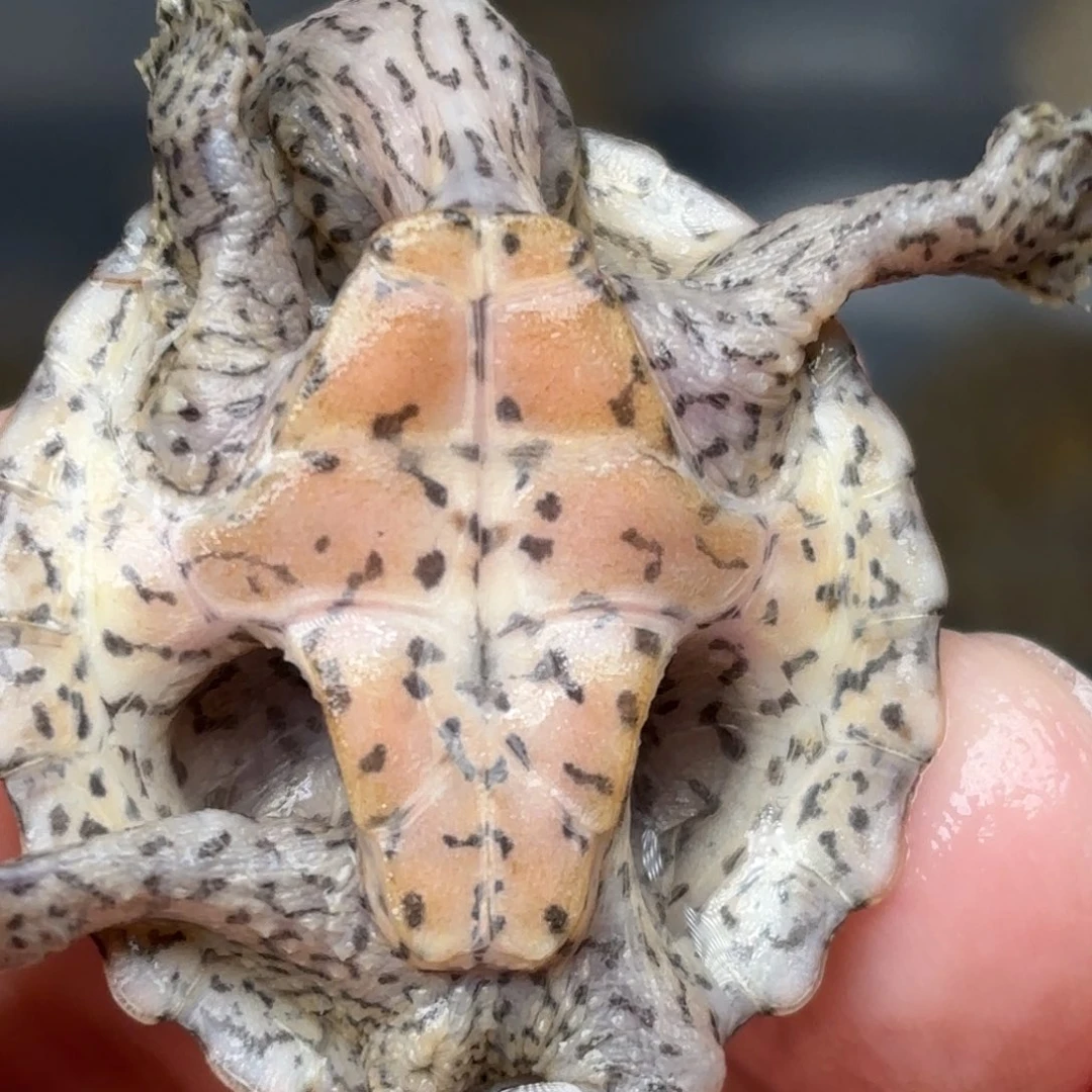 宠物龟不分公母全品双满文黑刀