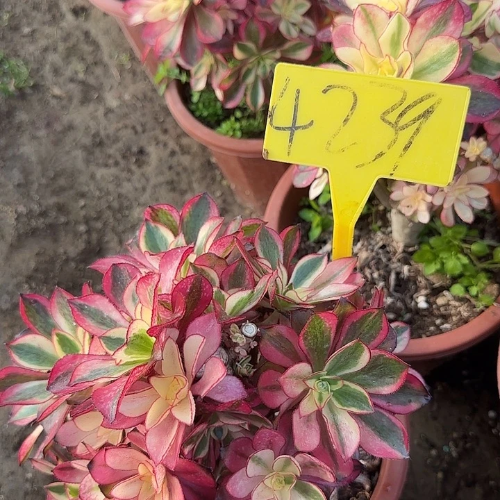 娜****4239--+魅影多头多肉