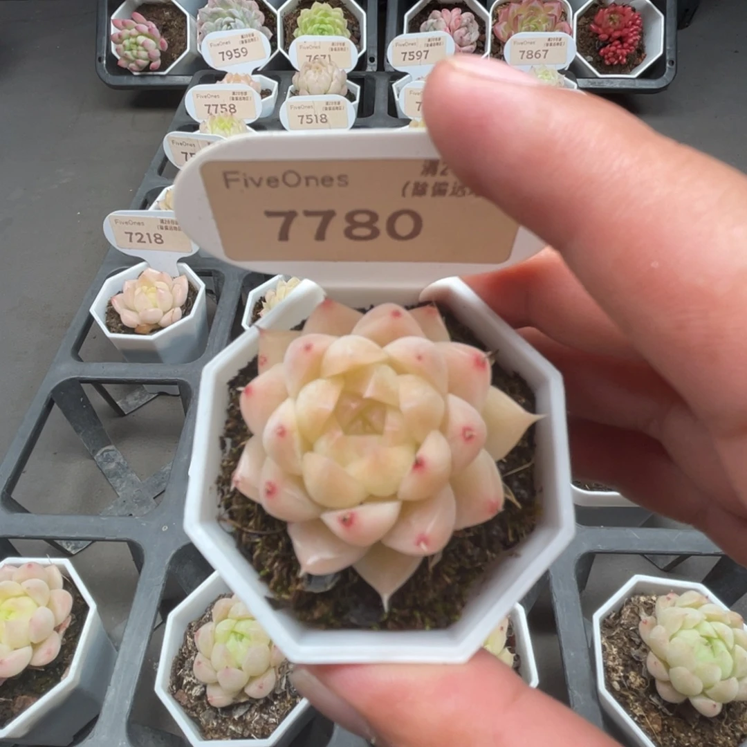 7780  麦秆3.5厘米