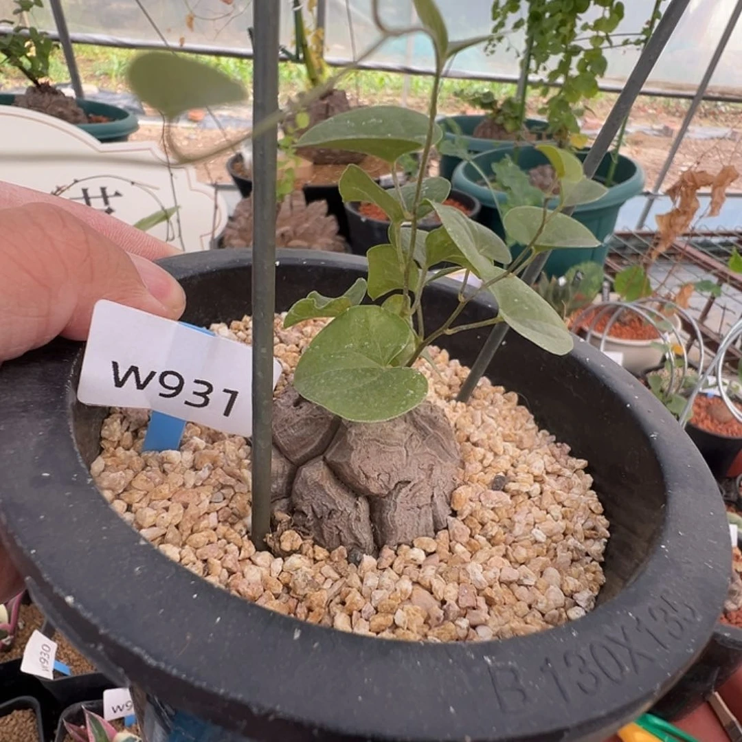 妙*多肉植物专拍 一物一拍931