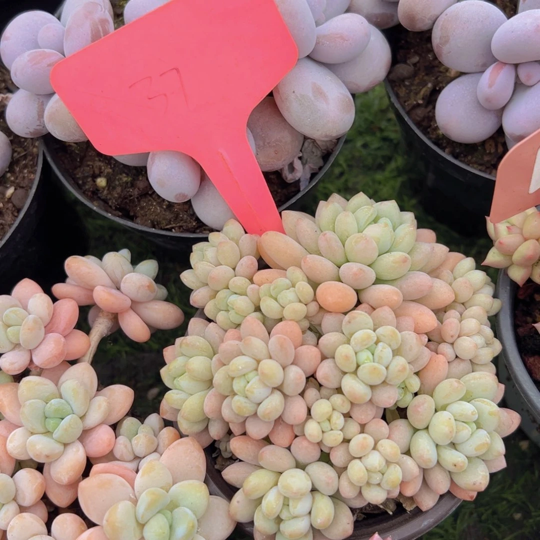 福利来了来啦打脸啊