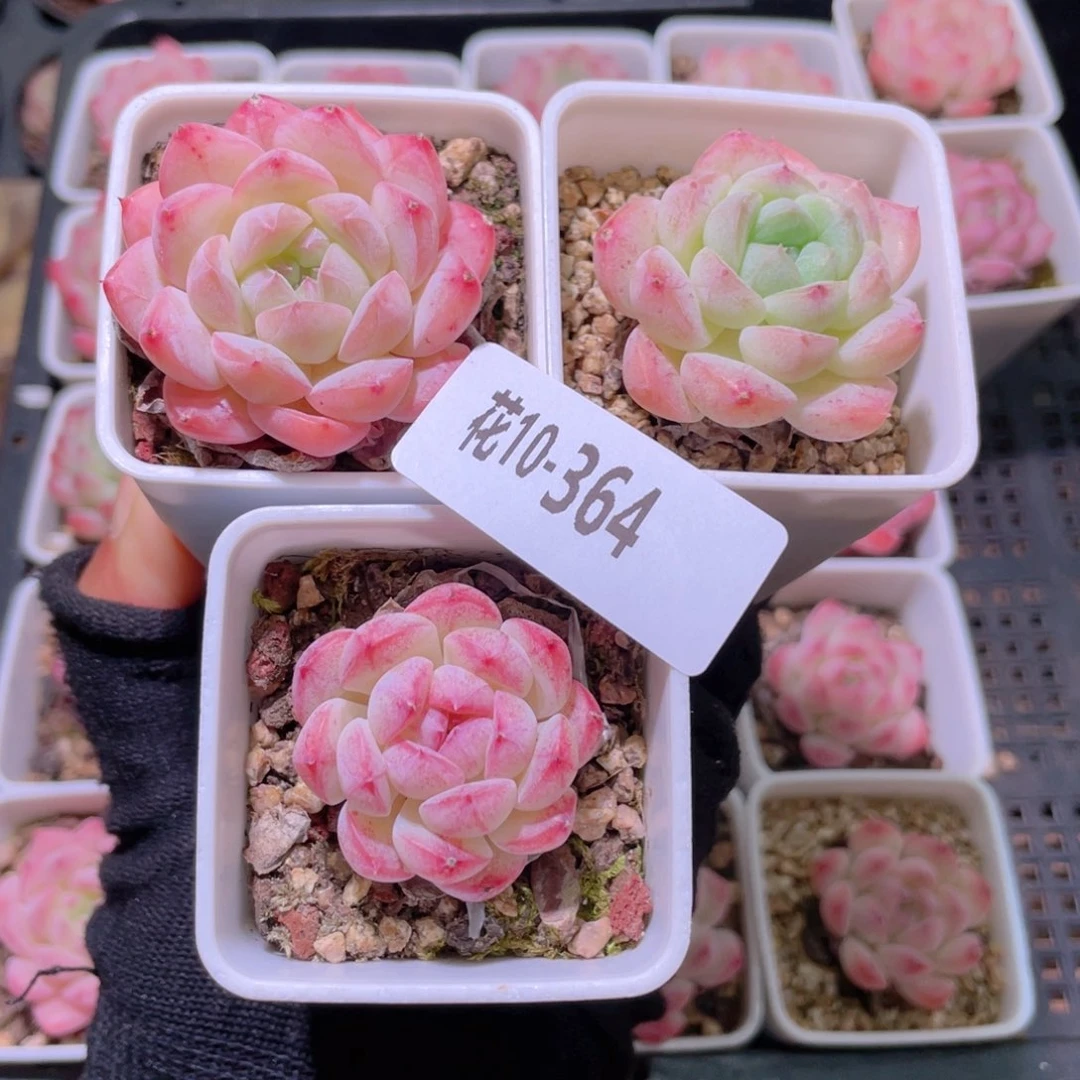 小***✨花利美10-364白桃汽水3颗