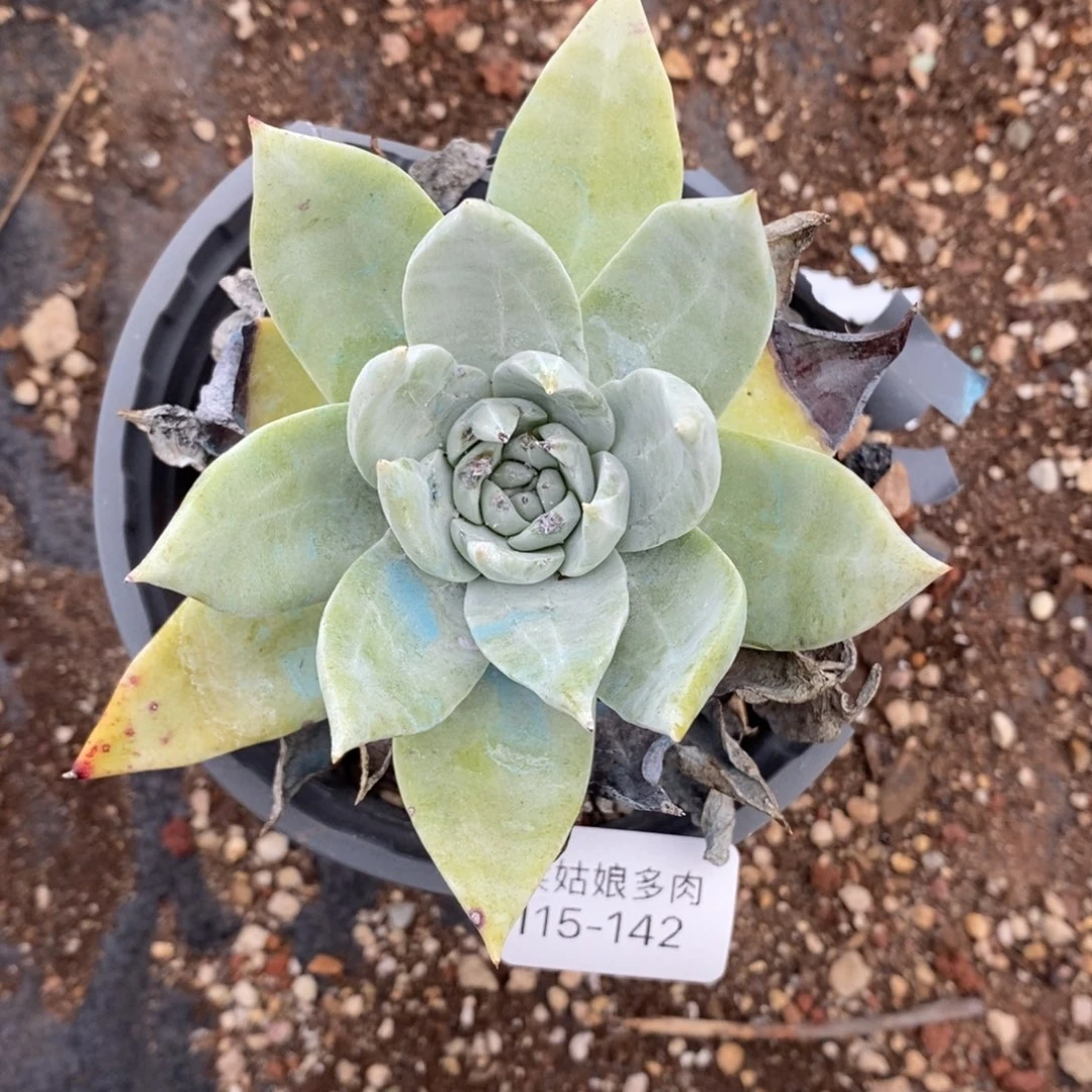 242号帕翠莎杂小可爱