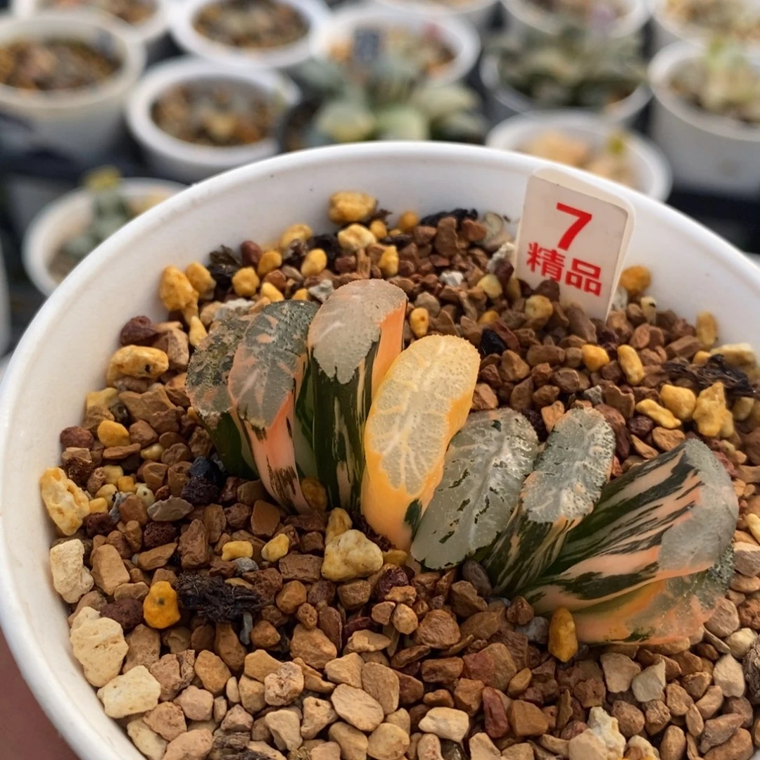 7玄武十二卷多肉植物