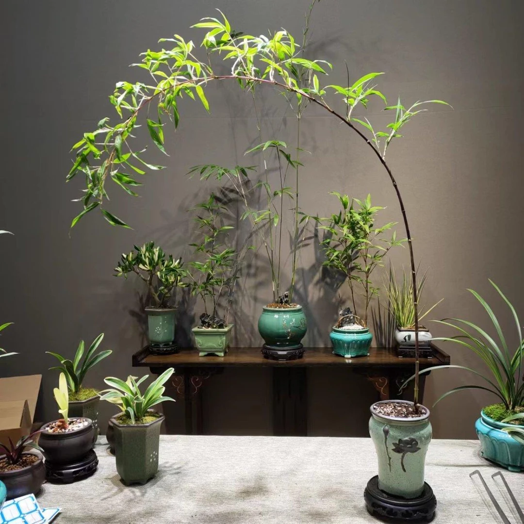 紫竹室内盆栽飘支紫寒竹盆景庭院室内桌面绿植微盆景竹子苗观赏竹