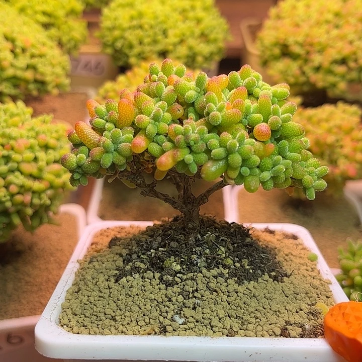 无花朵629金桔糖球