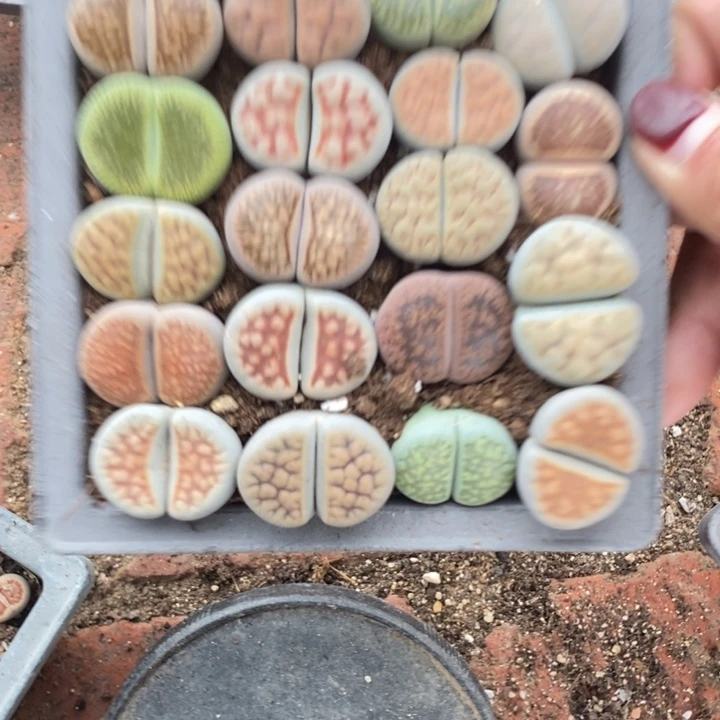 ****️生石花的季节到啦739