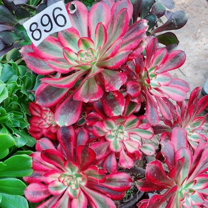 艳*子多肉植物组合896