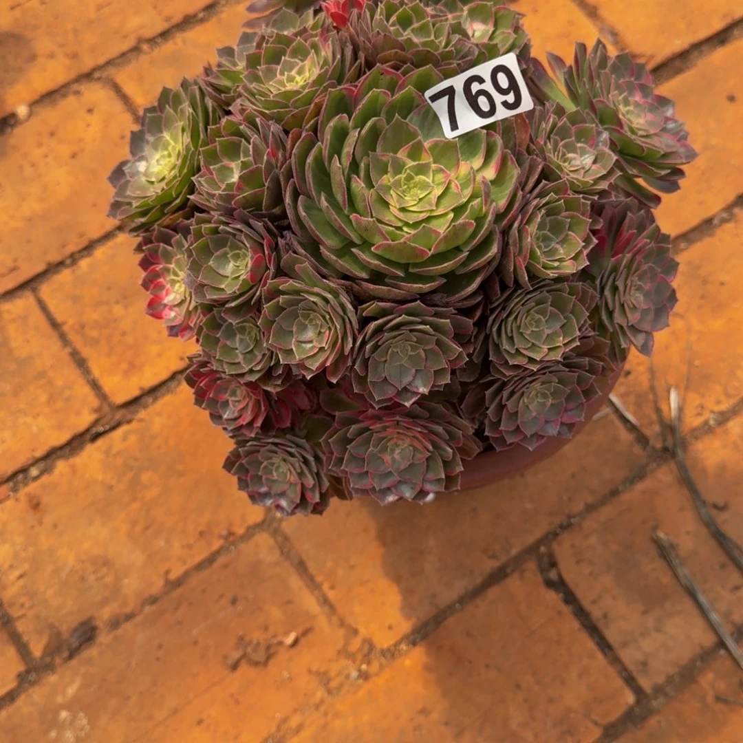 769多肉植物多肉植物