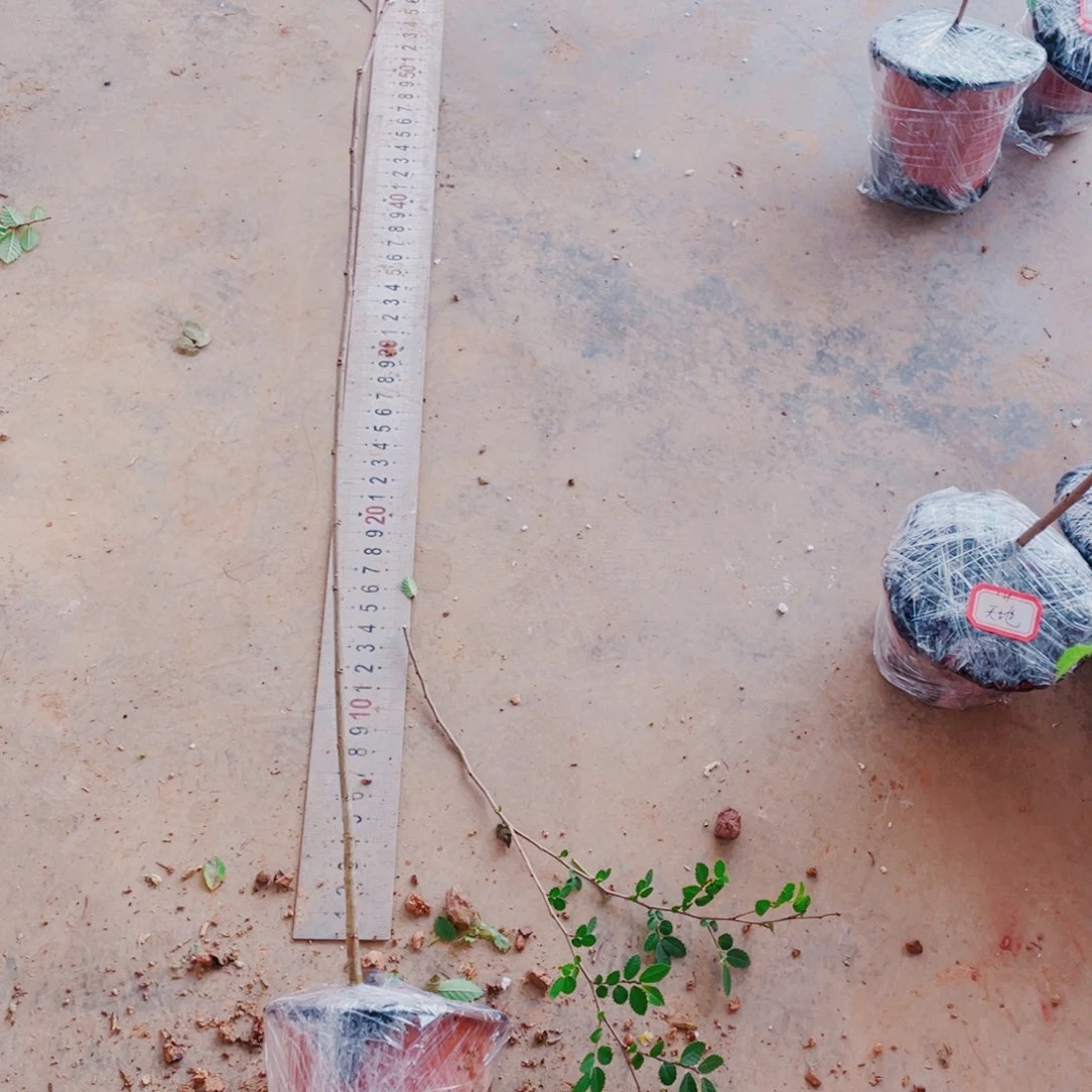 完全开放吴****家附石苗