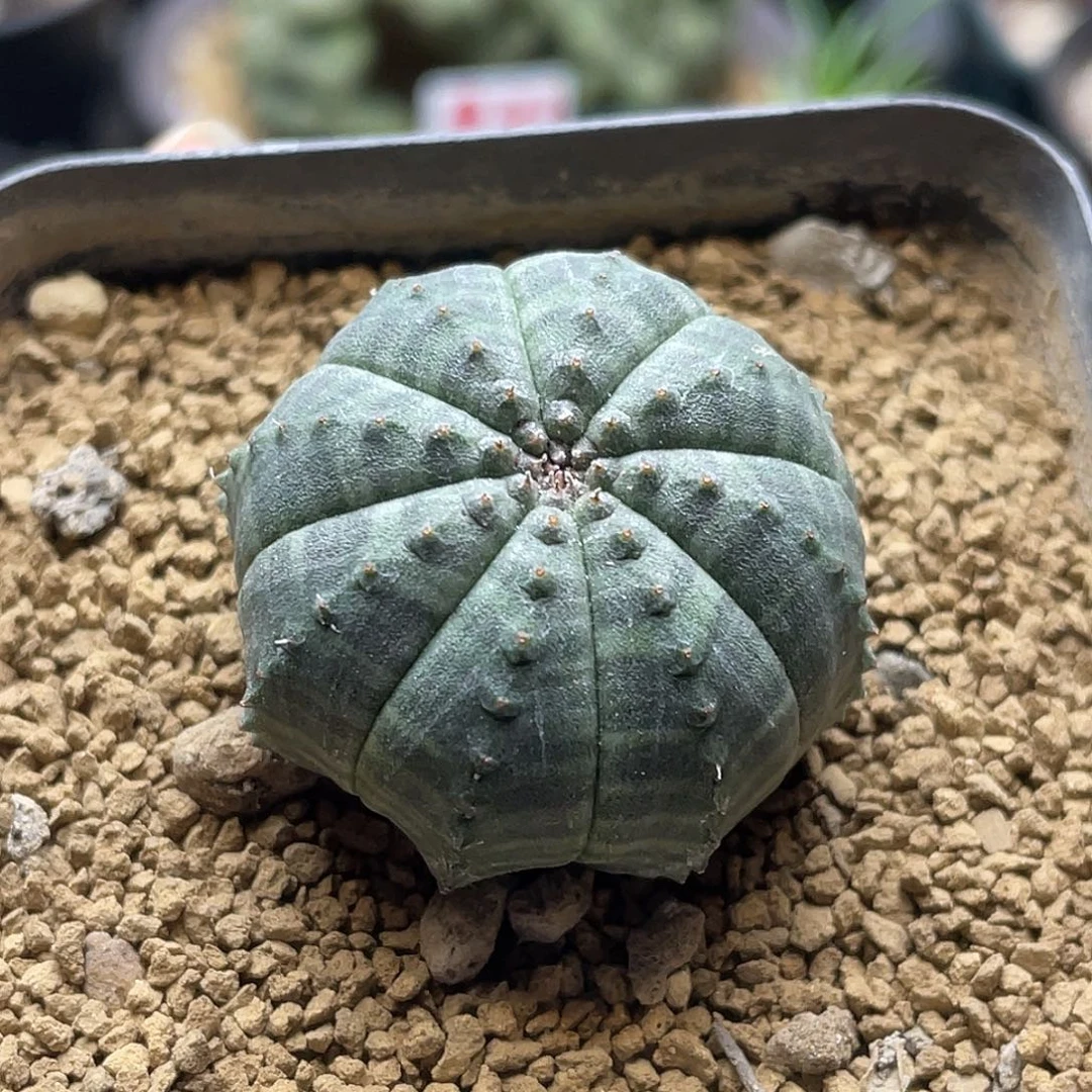 多肉植物布纹球自根