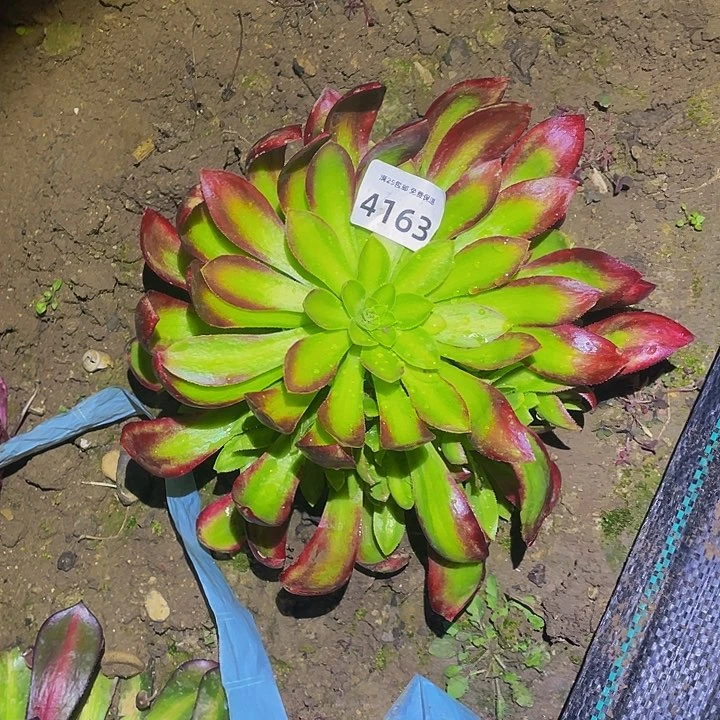 4163韶华菊多肉植物