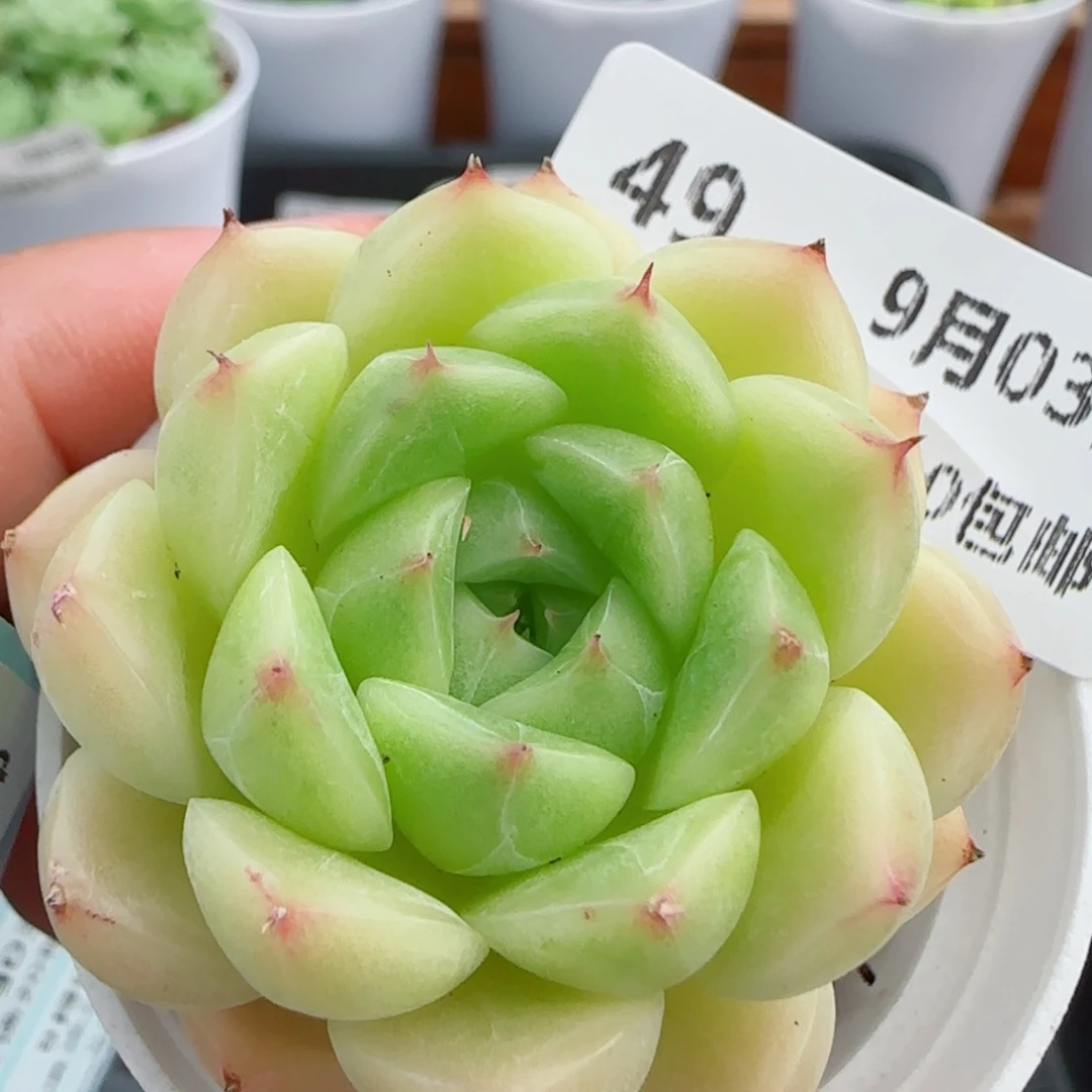 花语逸镜0903-49包子