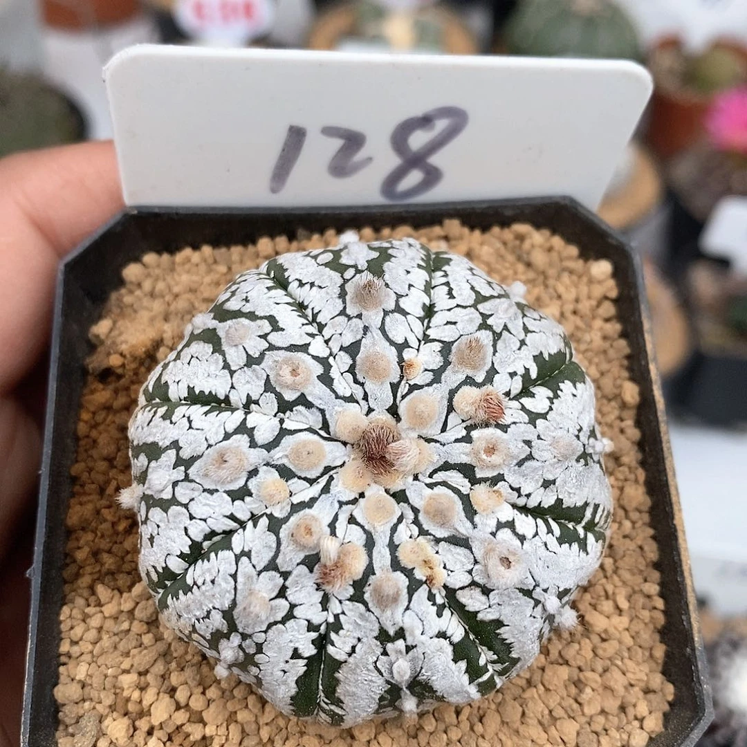 超豆花园福利姬特价来了