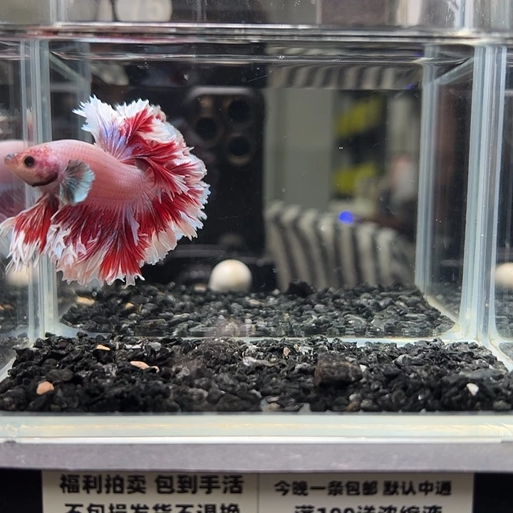 斗鱼跑单拉黑9日75