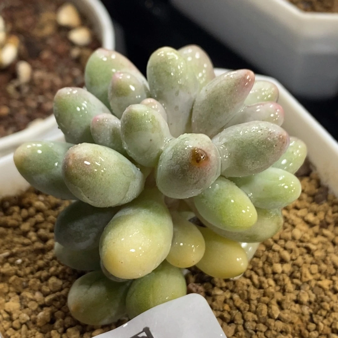 568婴儿手指锦双头的