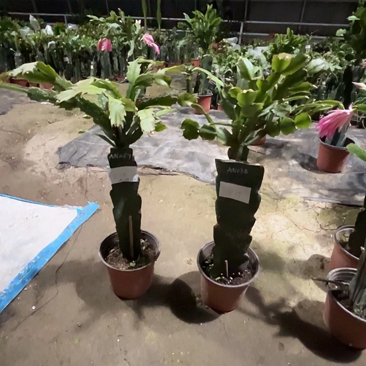 完全开放D18.D19随机送几种叶片