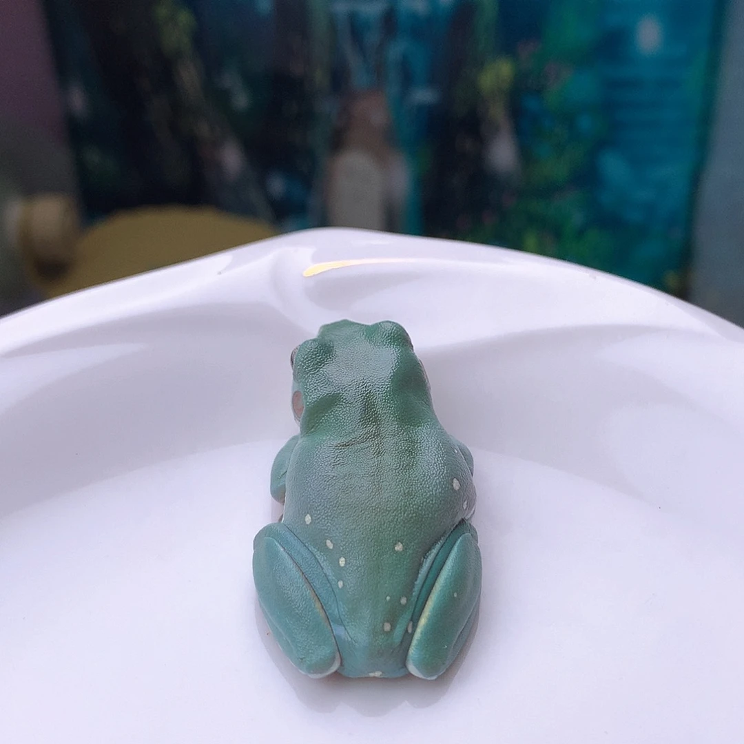 老爷树蛙8号经典蒂芙尼简单波点。超耐看