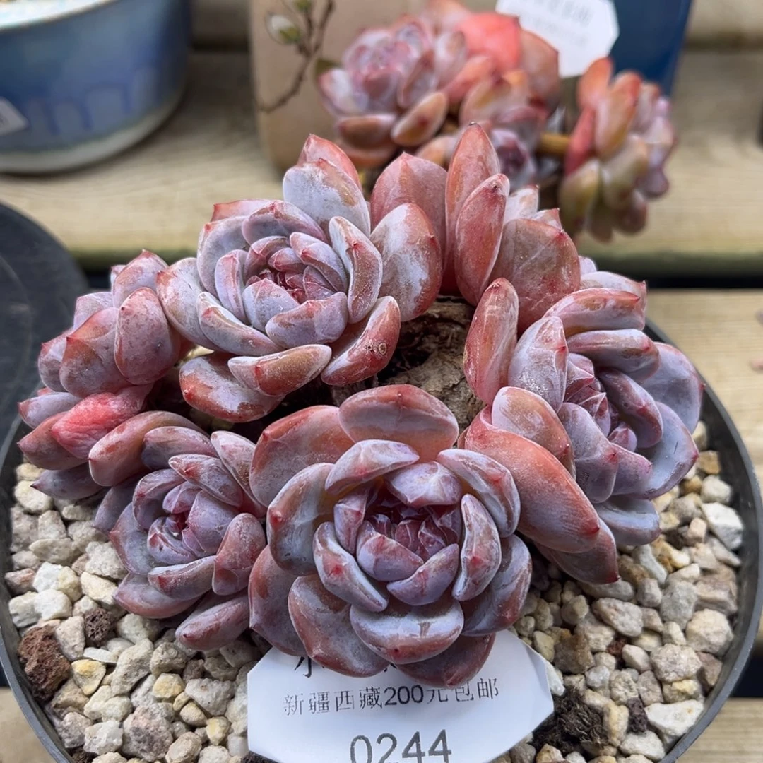 绿底紫心244/12cm7c头