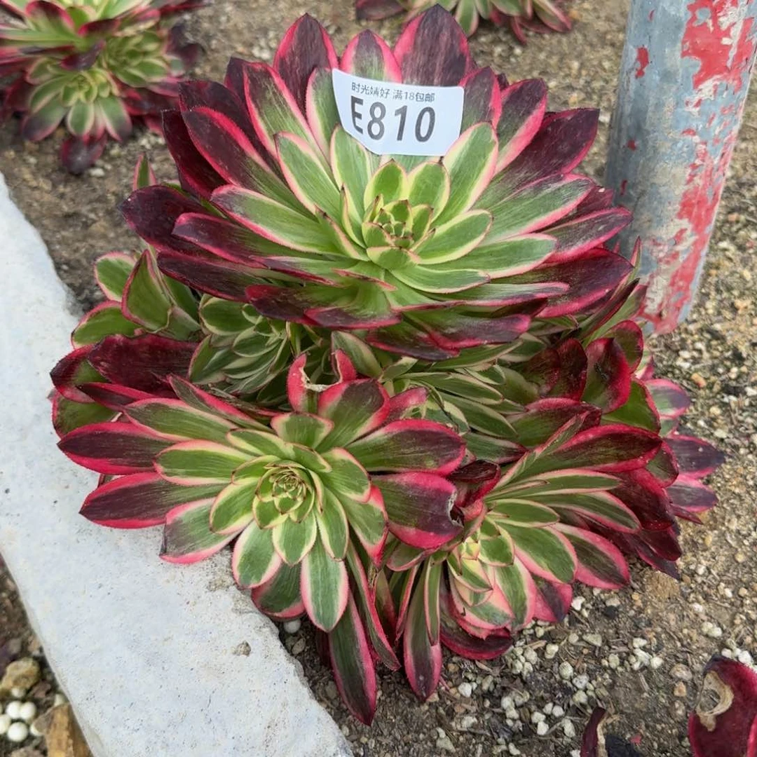 810云荷多肉植物