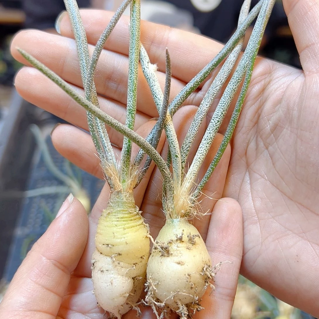 实生美杜莎肚子1.5公分2颗