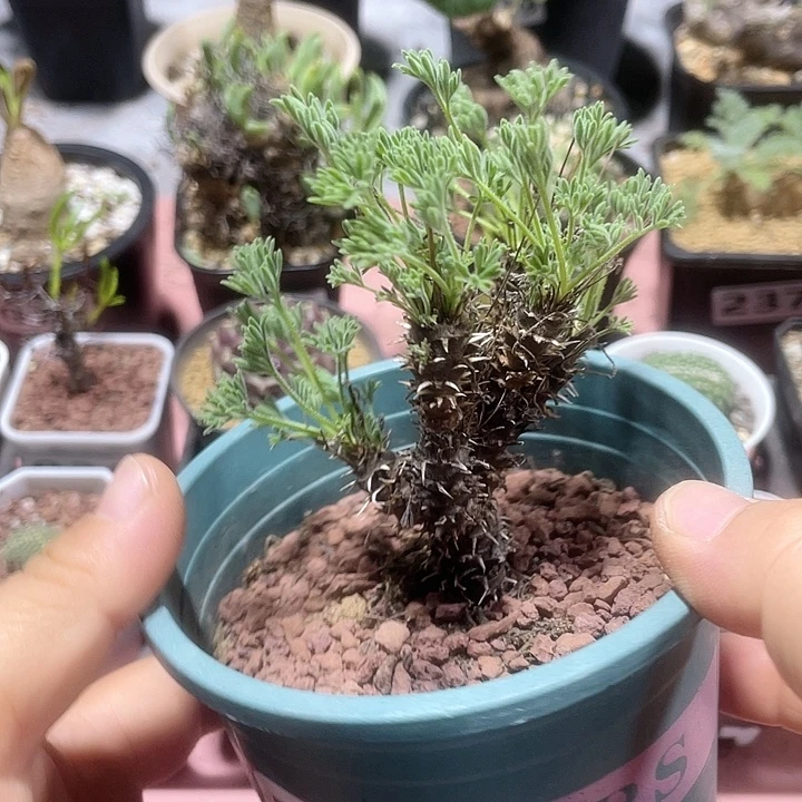 132豪猪杨葵块根，