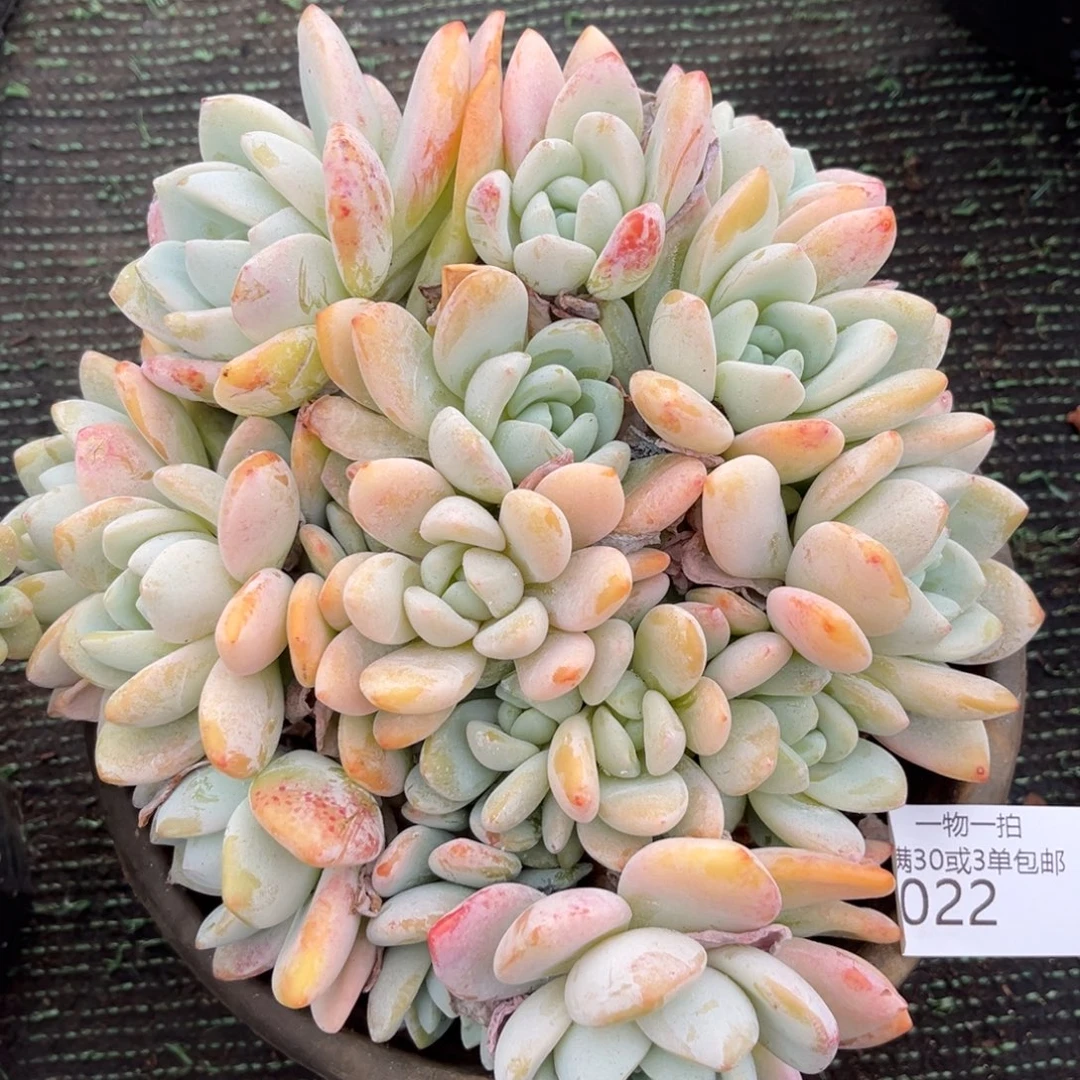 022冷香多肉植物……