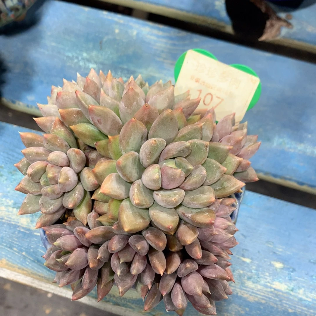 红象牙老桩一物一拍