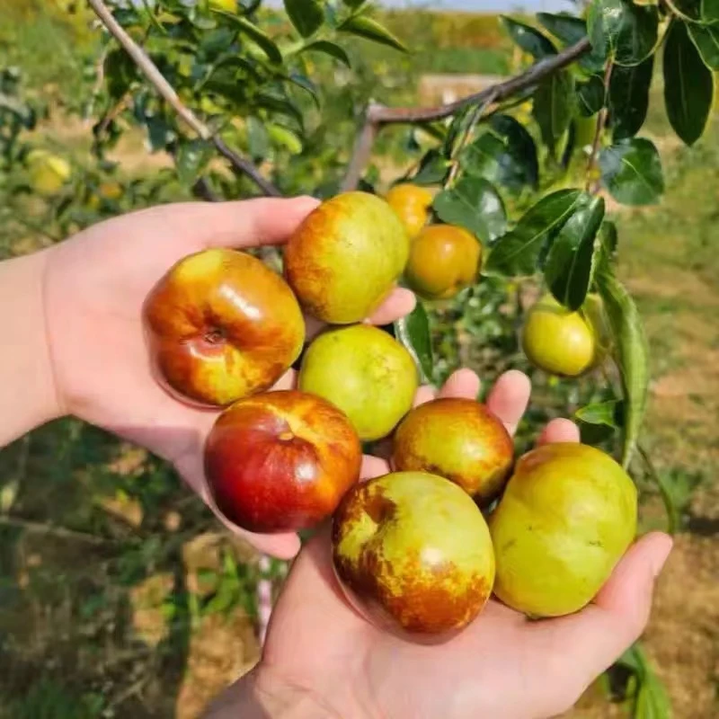 南北方果树盆栽地栽枣甜个子大当季新鲜脆甜水果