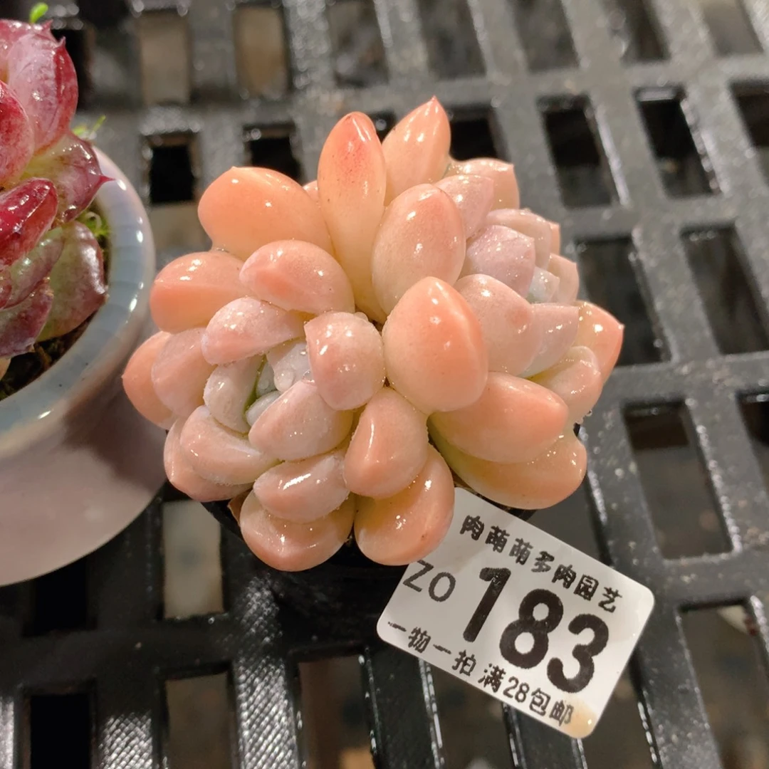 肉萌萌拇指盆精控多肉ZO183