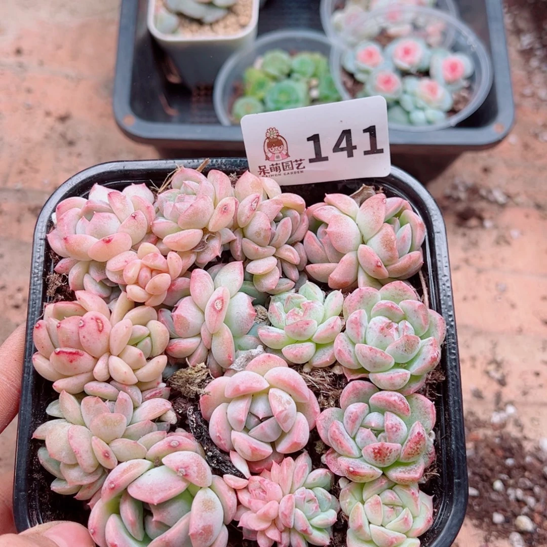 多肉植物多肉植物