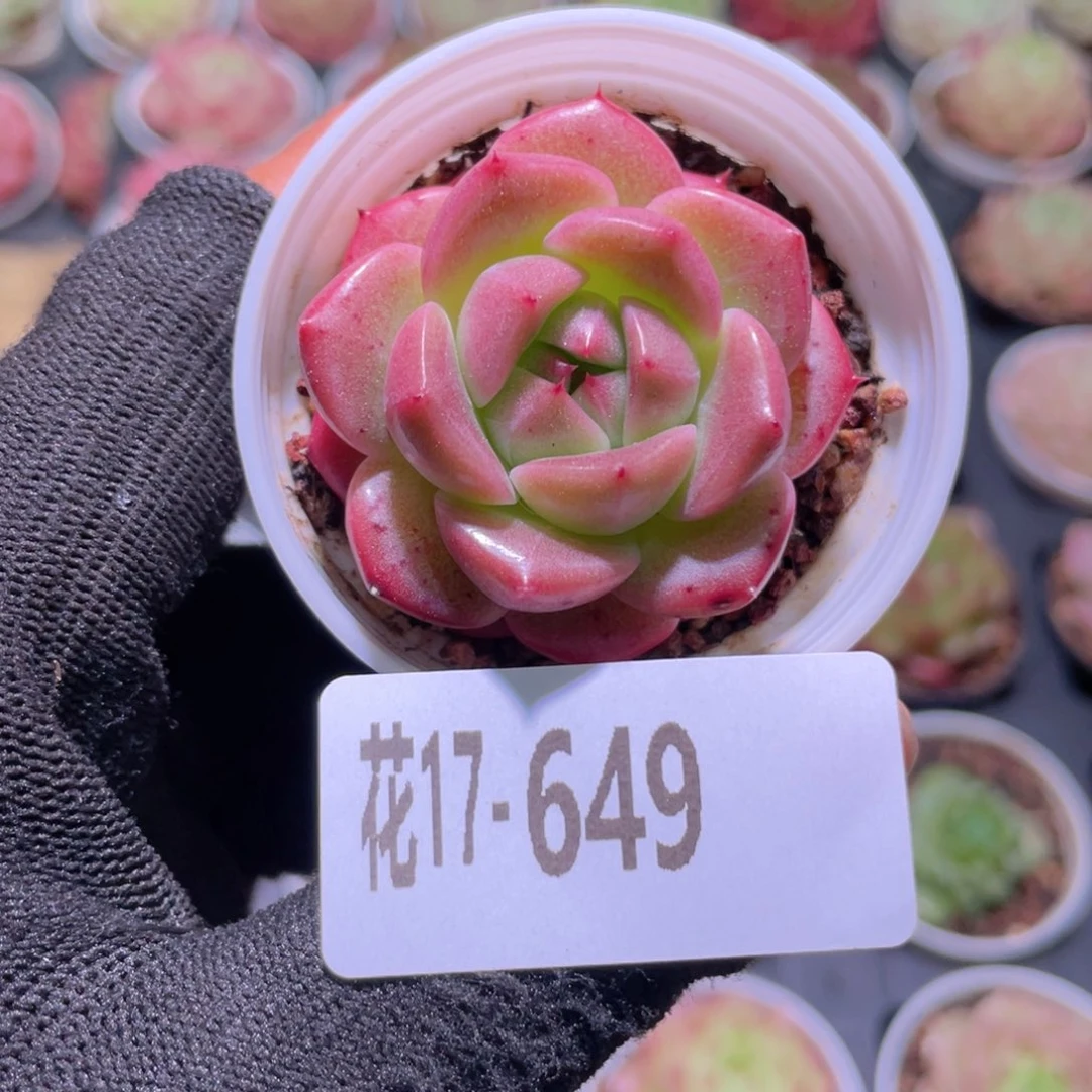 花利美17-649新品