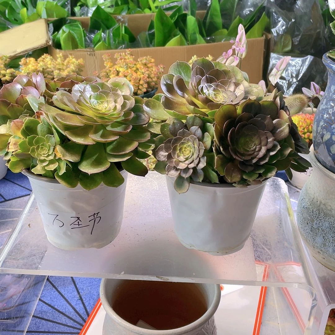 红陶多肉万圣节一盆