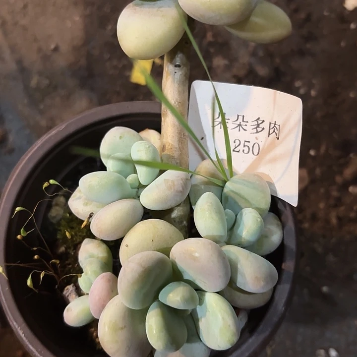 闪吼250呀呀呀呀嗨