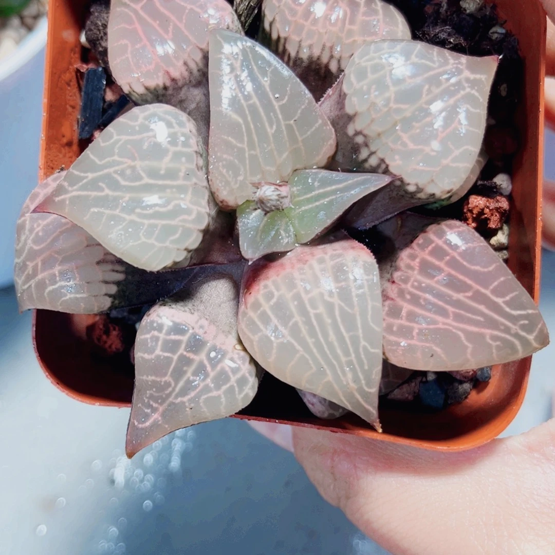 粉玻璃康平多肉植物