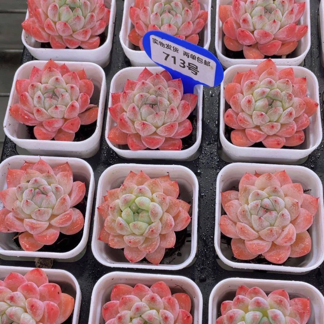 713号全状态优选西施佳人单头两个