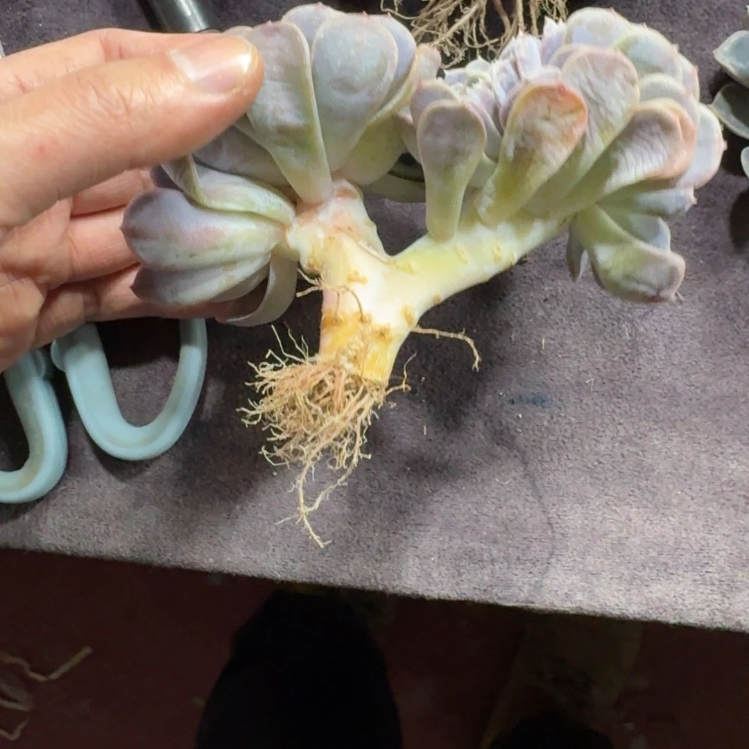 一物一拍汉堡缀化微瑕疵